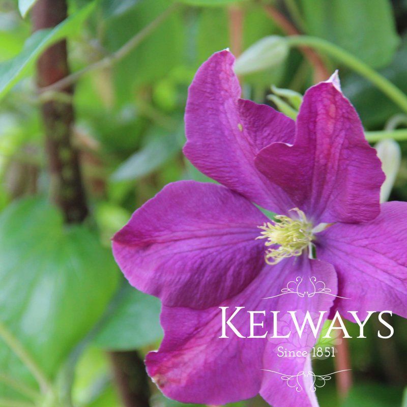 Clematis 'Etoile Violette' (Vt)