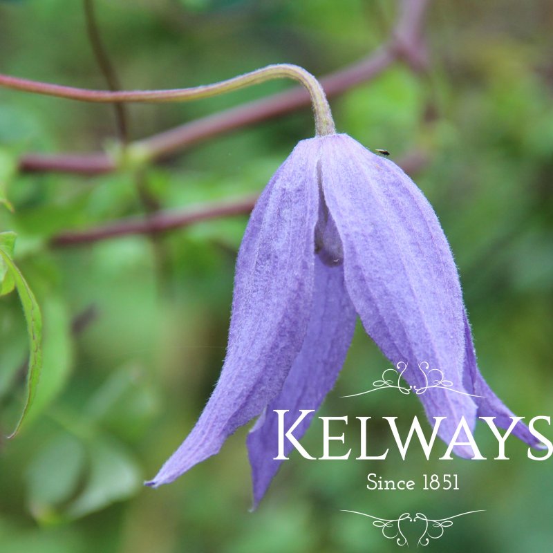 Clematis alpina 'Pamela Jackman' (A)