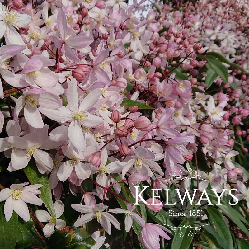Clematis 'Apple Blossom' (Ar)