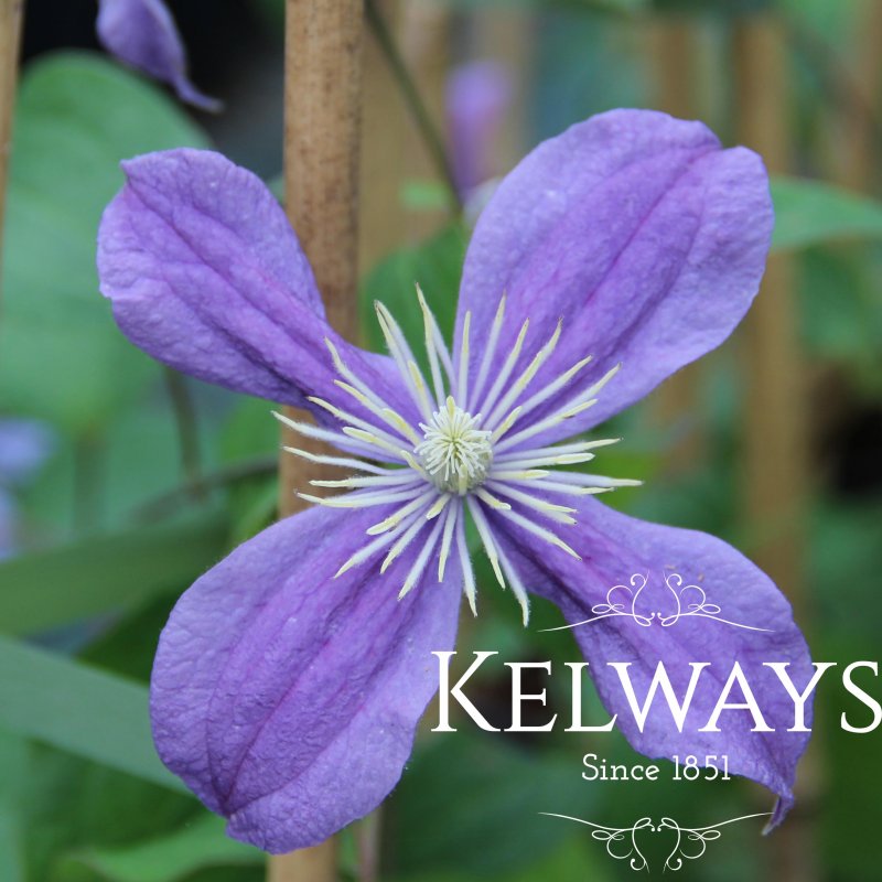 Clematis 'Arabella' (I)