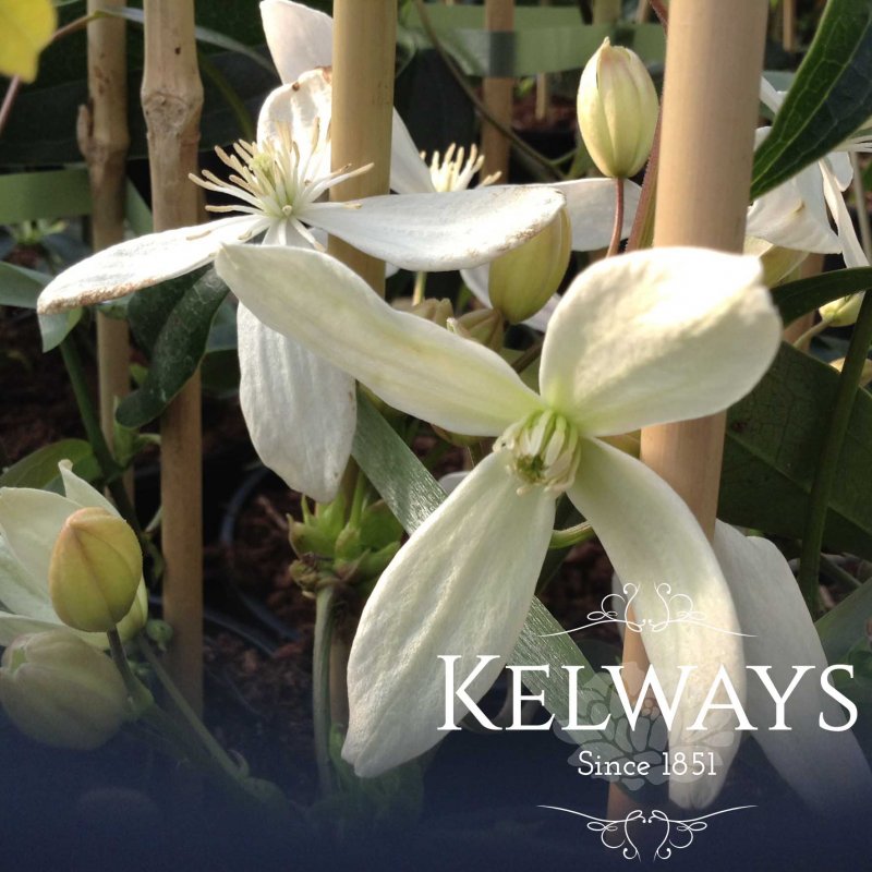 Clematis armandi 'Snowdrift' (Ar)