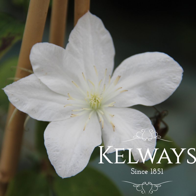 Clematis Baby Star ('Zobast' PBR) (EL)
