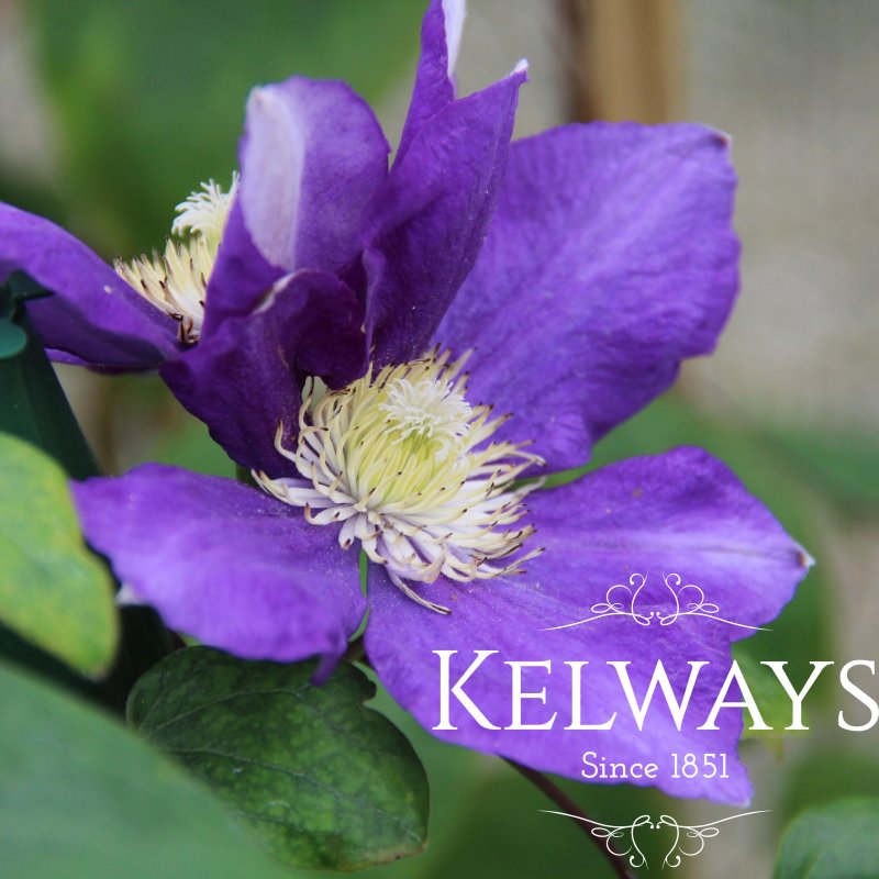 Clematis 'Beauty of Worcester' (EL)