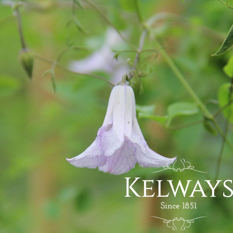 Clematis 'Betty Corning' (Vt)