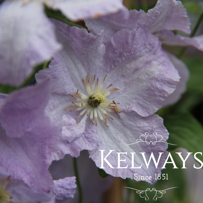Clematis 'Blekitny Aniol' (LL)