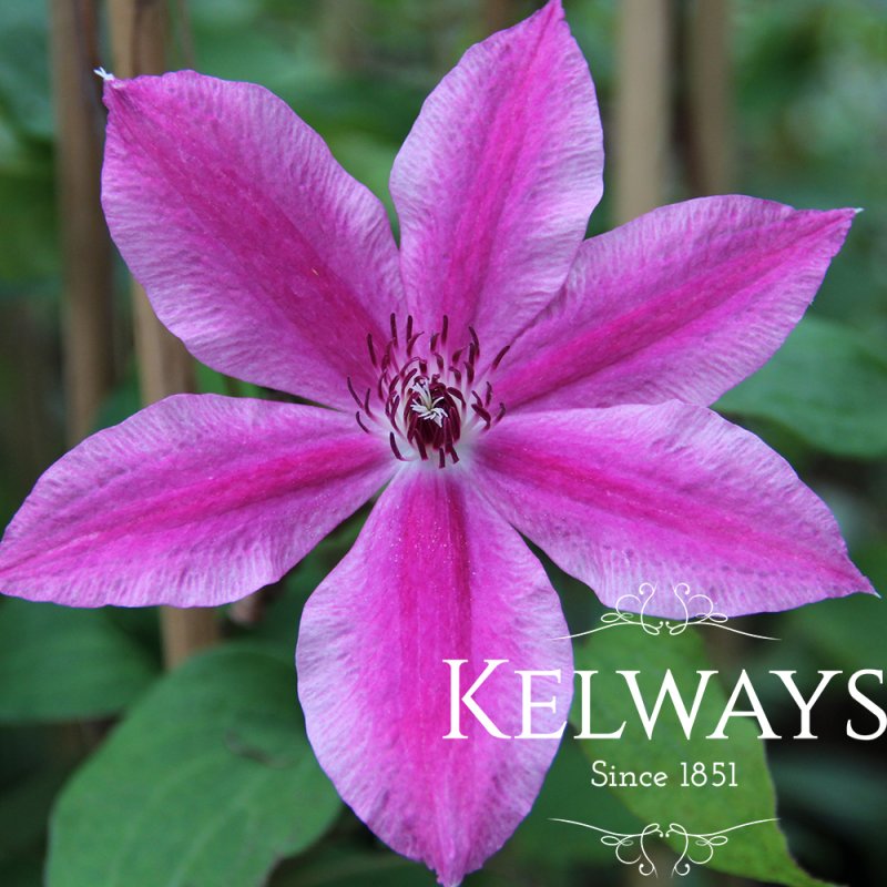 Clematis 'Carnaby' (EL)