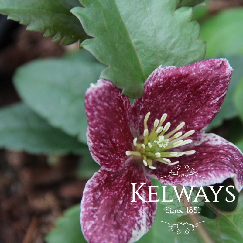 Clematis cirrhosa var./ purpurascens 'Lansdowne Gem' (C)