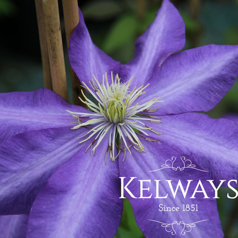 Clematis 'Daniel Deronda' (EL)