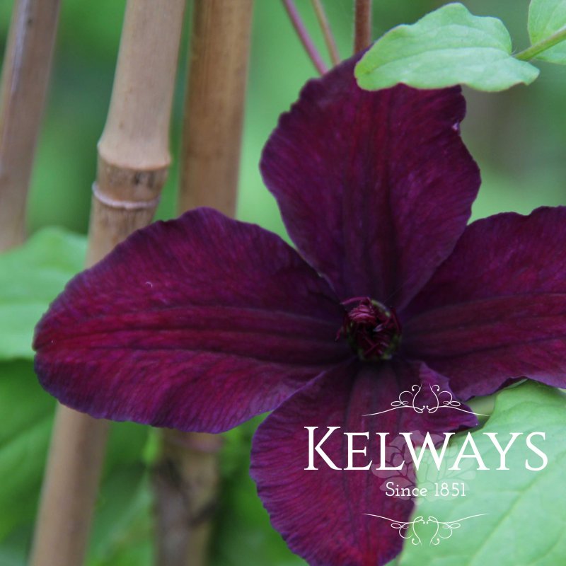 Clematis 'Dark Eyes' (Vt)