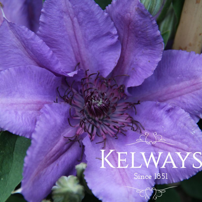 Clematis Edda ('Evipo074' PBR) (Boulevard Series) (EL)