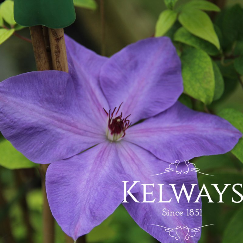 Clematis 'Elsa Spath' (EL)