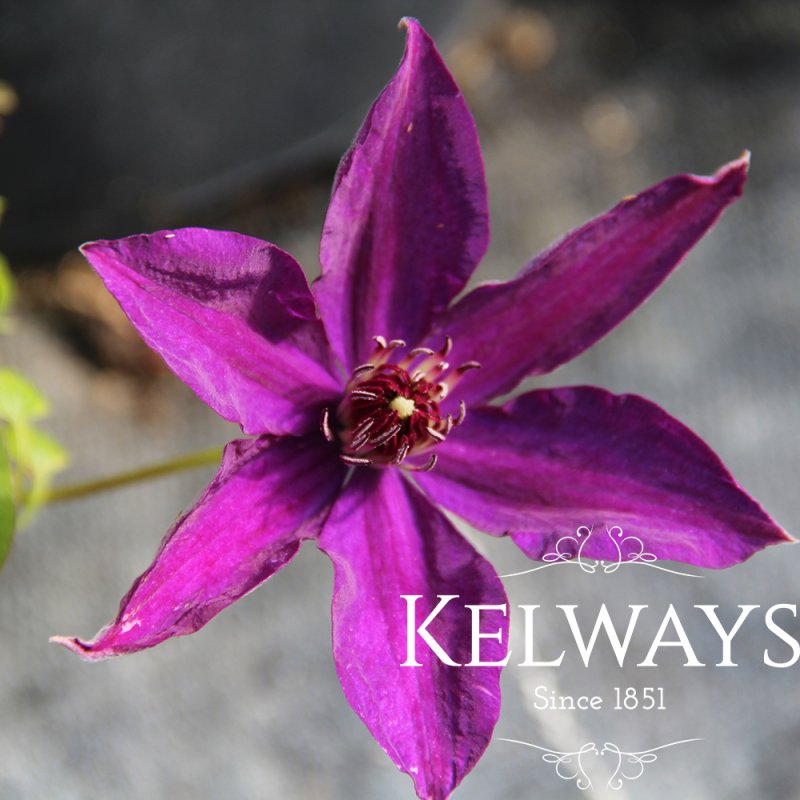 Clematis 'Ernest Markham' (LL)