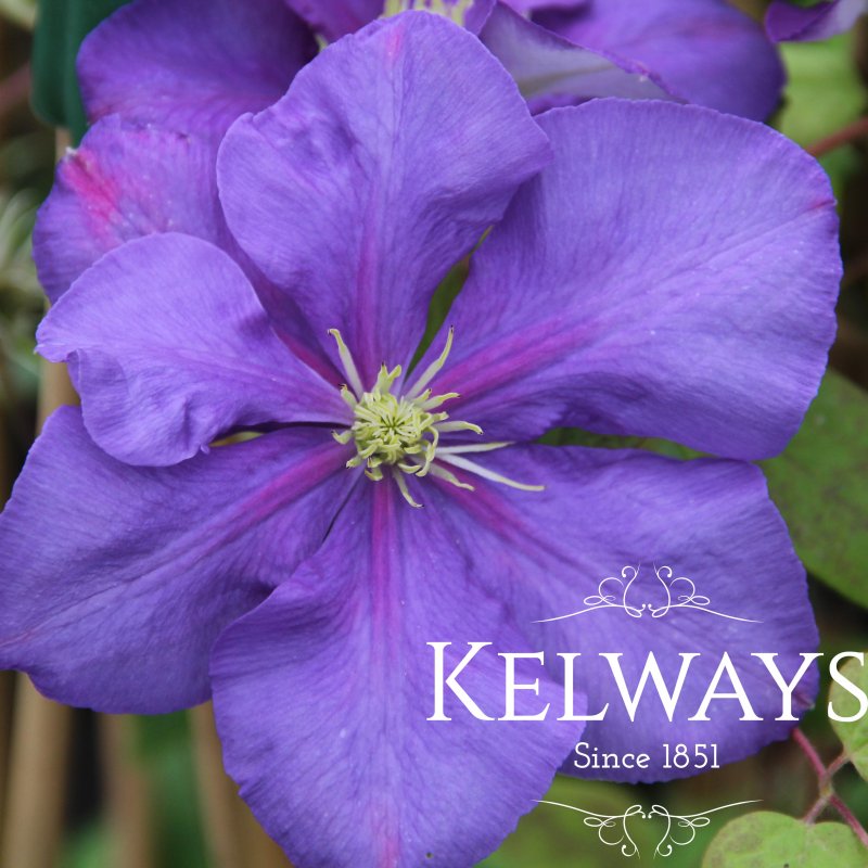 Clematis 'General Sikorski' (EL)