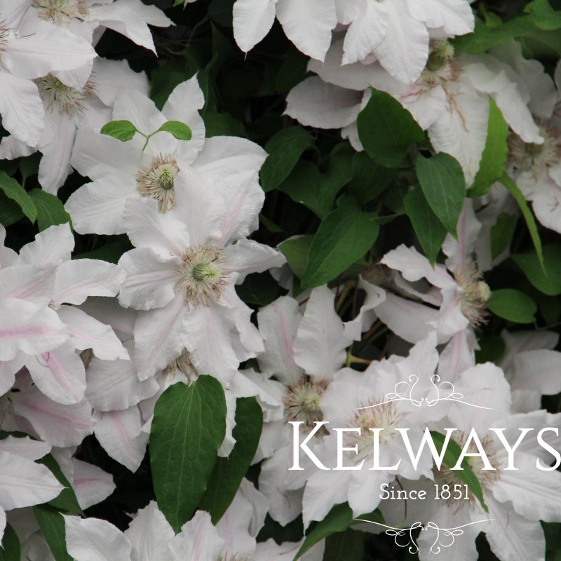 Clematis Hyde Hall ('Evipo009' PBR) (EL)