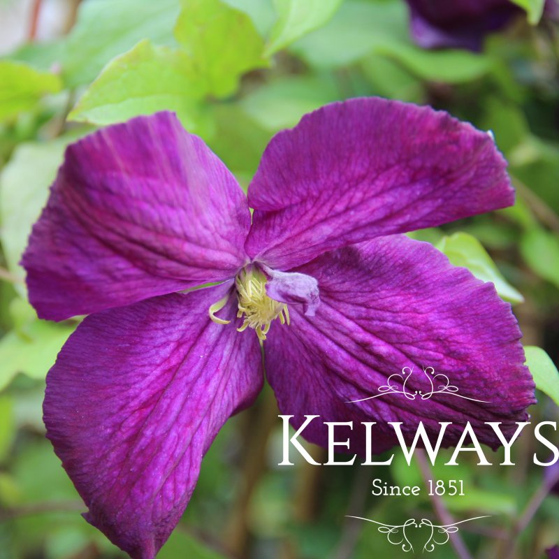 Clematis Jackmanii Purpurea ('Zojapur' PBR) (LL)