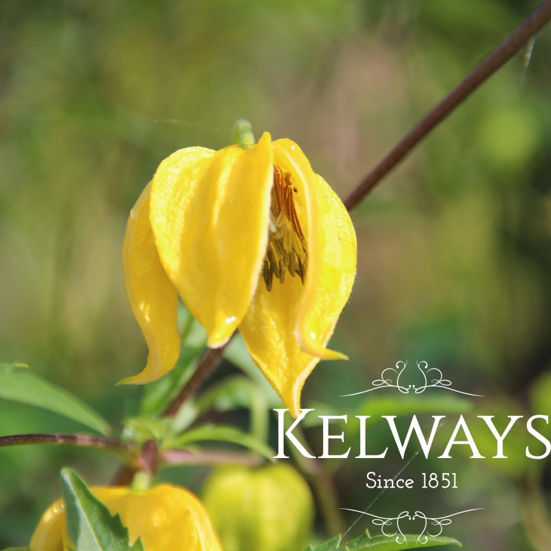 Clematis 'Bill MacKenzie' (Ta)