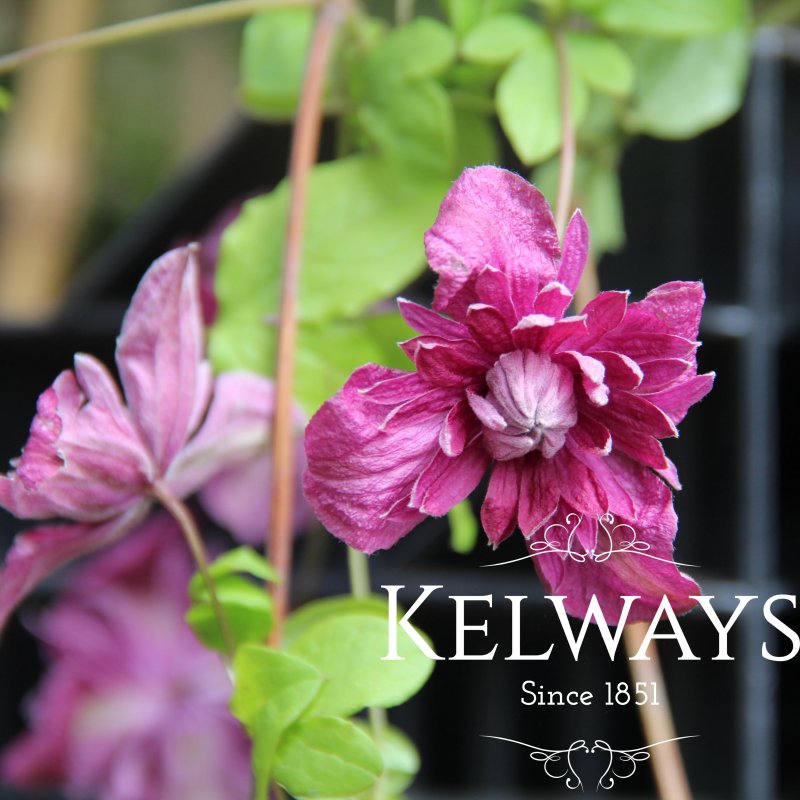 Clematis 'Purpurea Plena Elegans' (Vt/d)