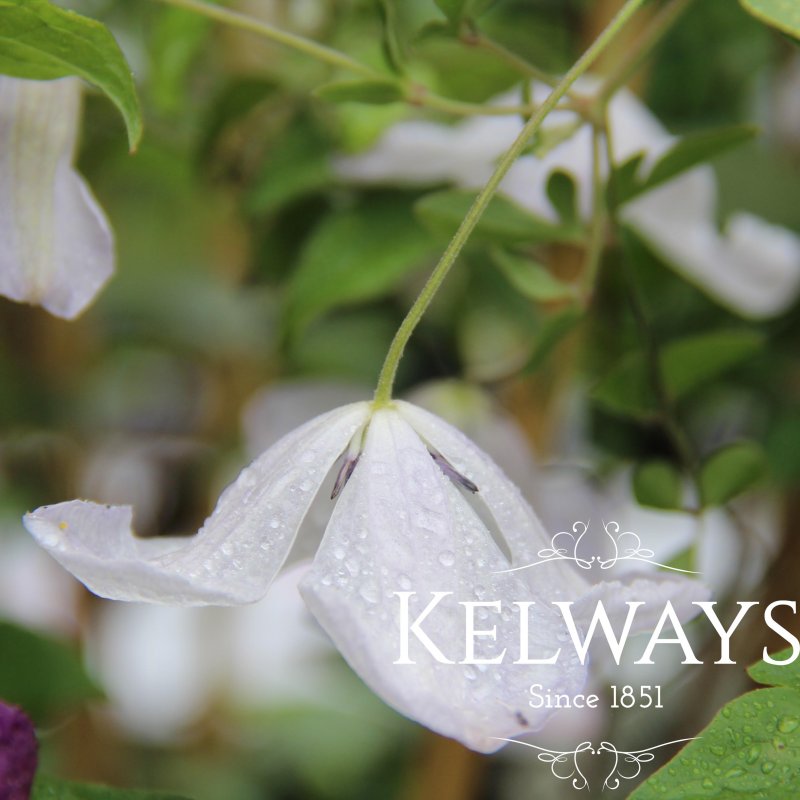 Clematis 'Alba Luxurians' (Vt)