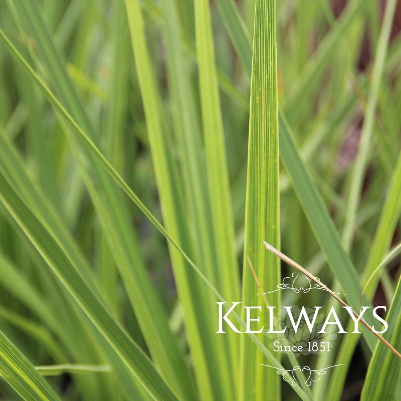 Cordyline australis