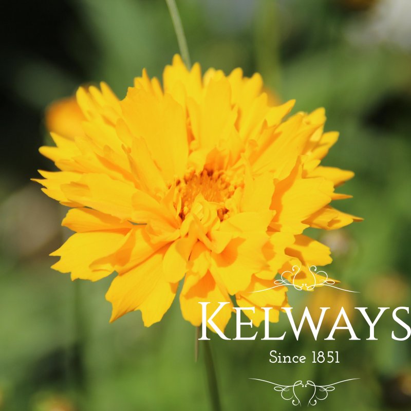 Coreopsis grandiflora 'Early Sunrise'