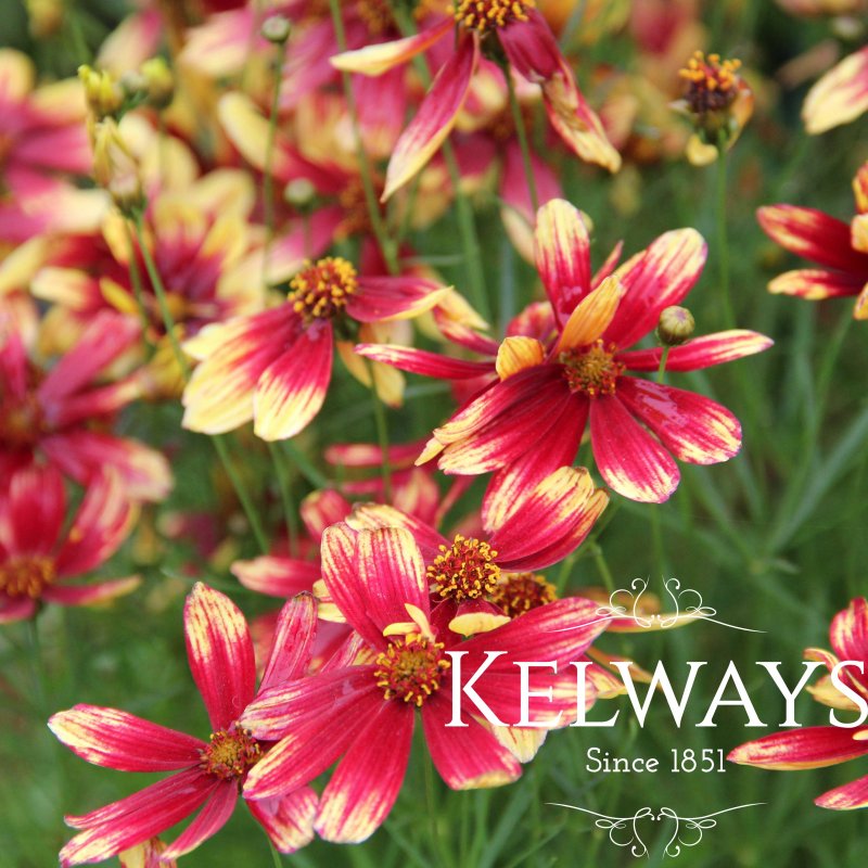 Coreopsis verticillata 'Bengal Tiger'