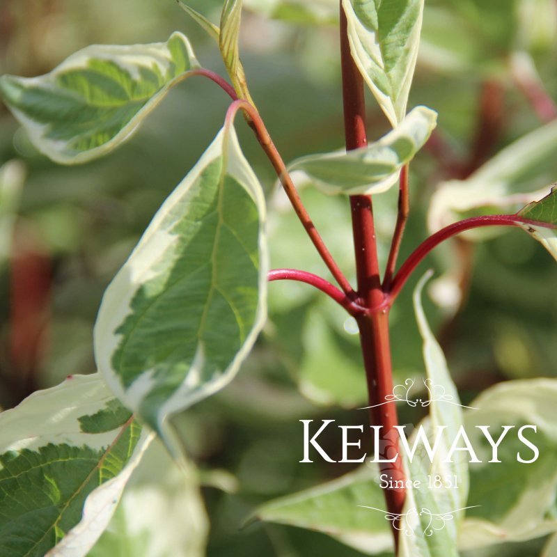 Cornus alba 'Elegantissima' (v) (3 litre pot)