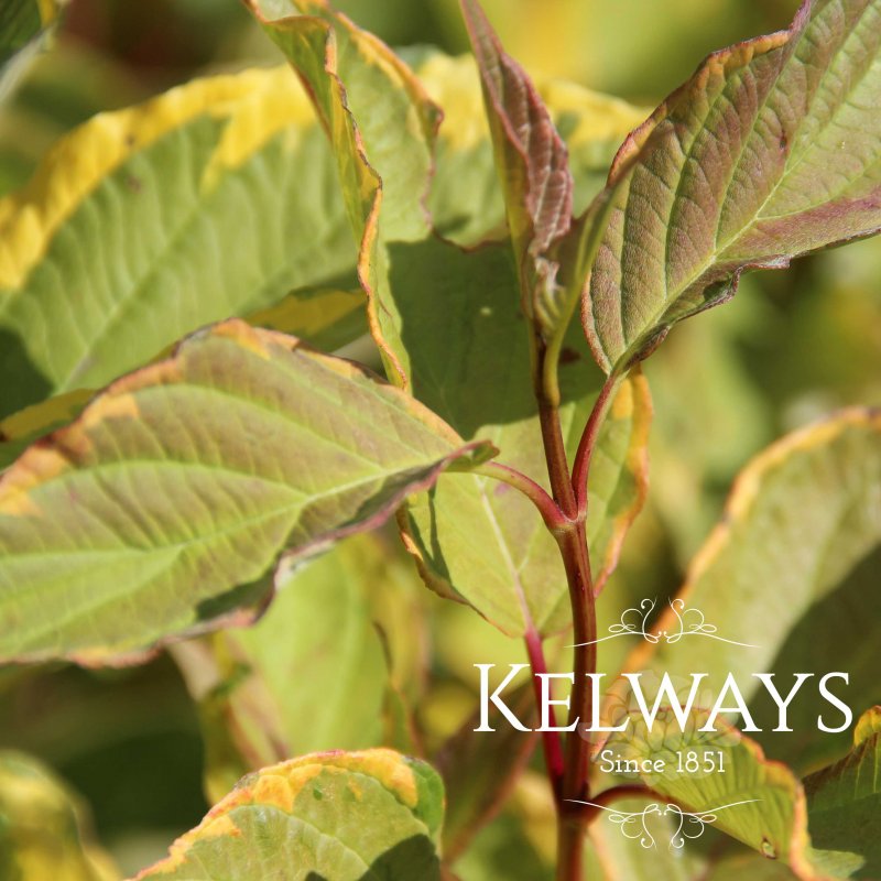 Cornus alba 'Gouchaultii' (v) (3 litre pot)