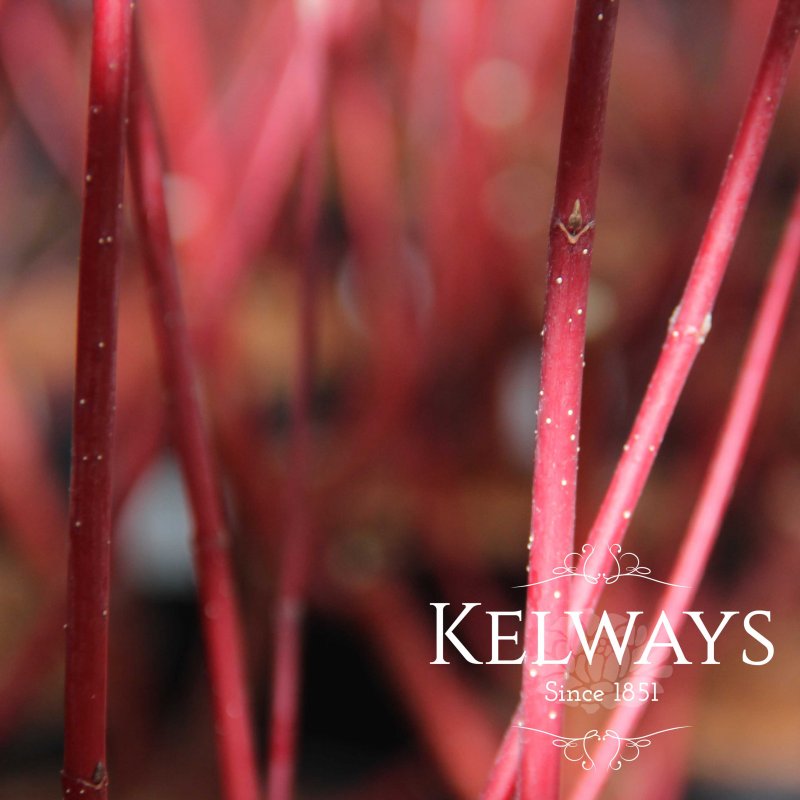 Cornus alba 'Kesselringii'