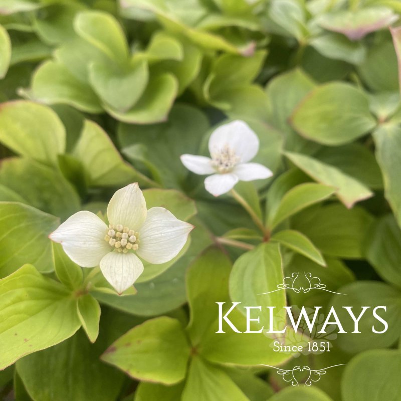 Cornus canadensis