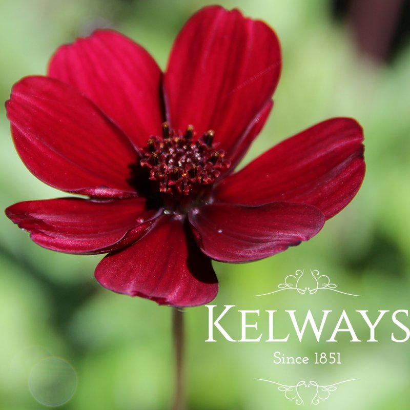 Cosmos atrosanguineus Chocamocha ('Thomocha')
