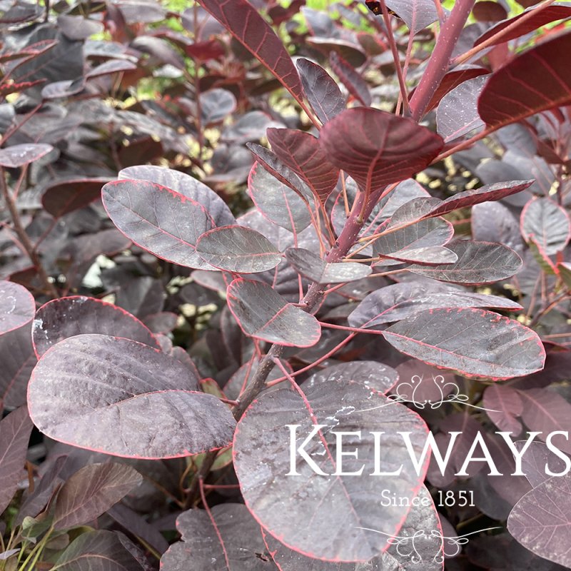Cotinus coggygria 'Royal Purple' (3 litre pot)