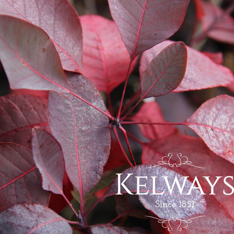 Cotinus 'Grace'