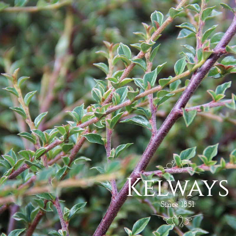 Cotoneaster atropurpureus 'Variegatus' (3 litre pot)