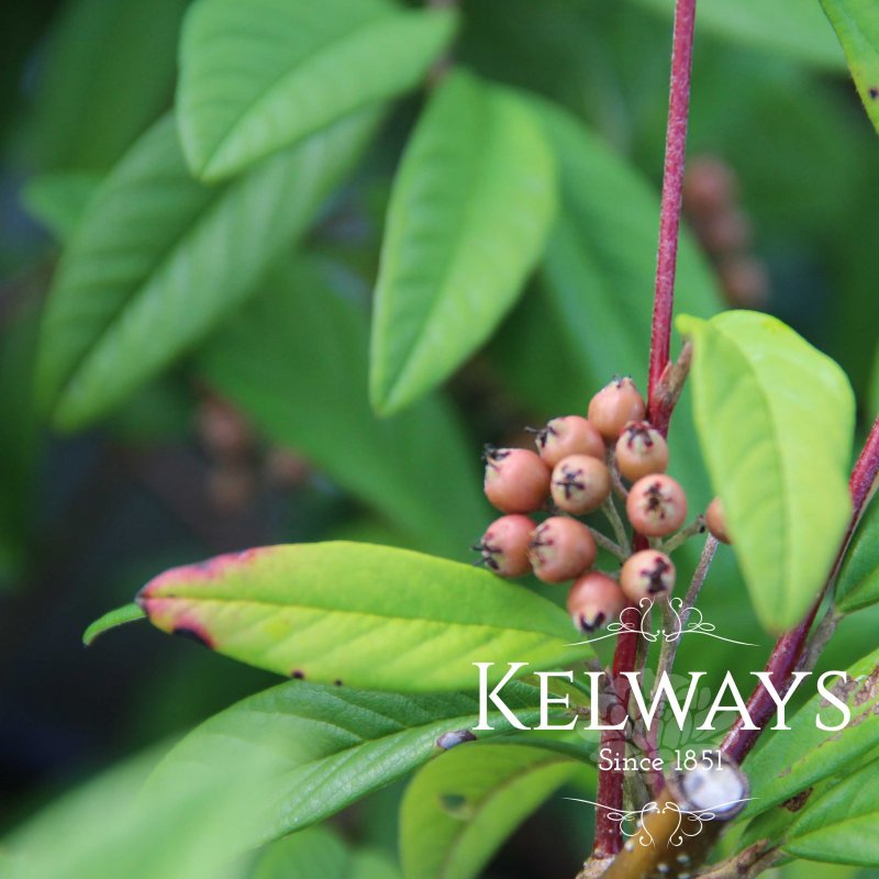 Cotoneaster 'Cornubia'