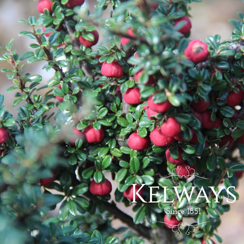 Cotoneaster microphyllus Wall. ex Lindl.