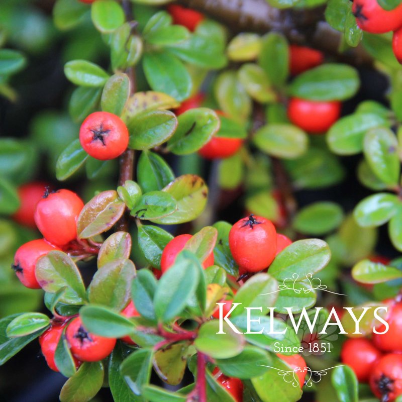 Cotoneaster x suecicus 'Coral Beauty'