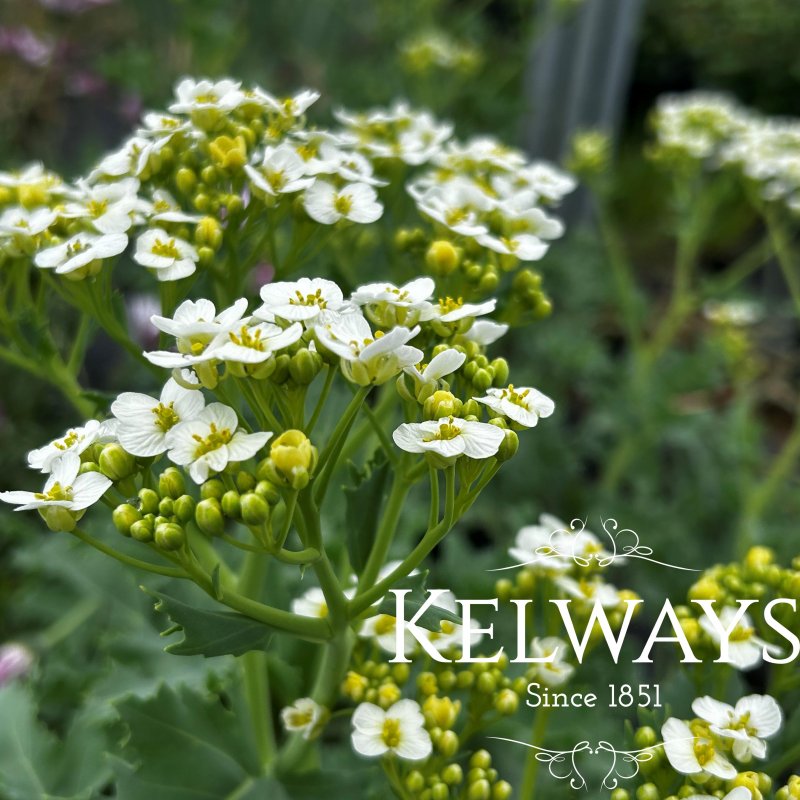 Crambe maritima