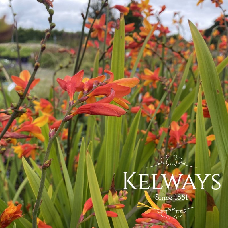Crocosmia Orange Pekoe
