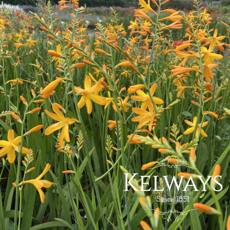 Crocosmia x crocosmiiflora 'George Davison'