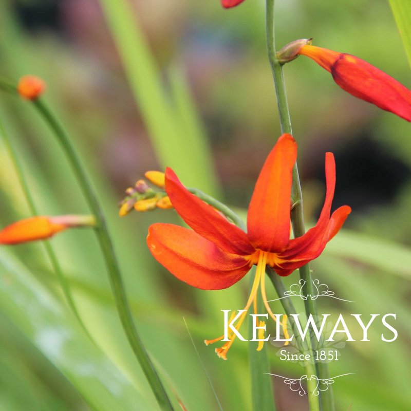 Crocosmia x crocosmiiflora 'Babylon'