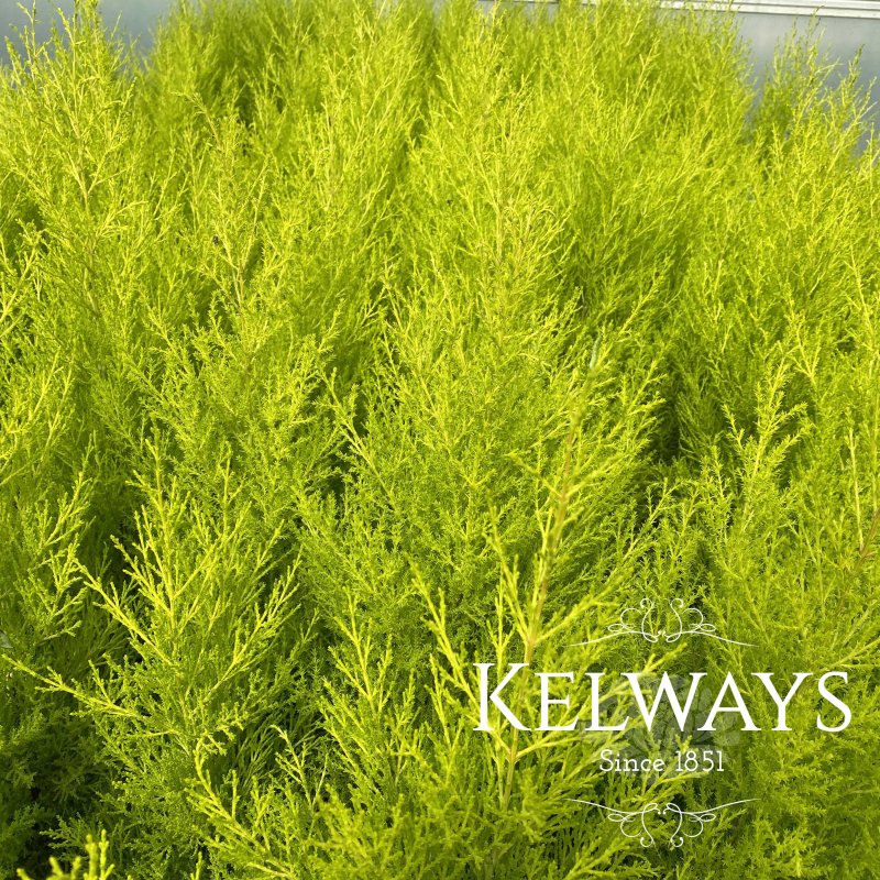 Cupressus macrocarpa 'Wilma'