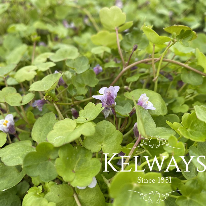 Cymbalaria muralis
