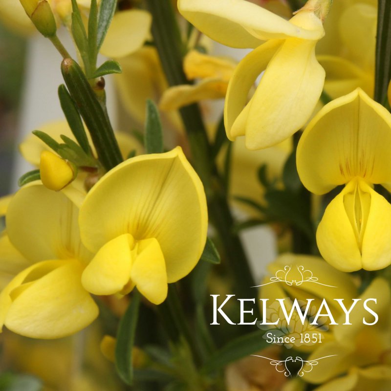 Cytisus Allgold