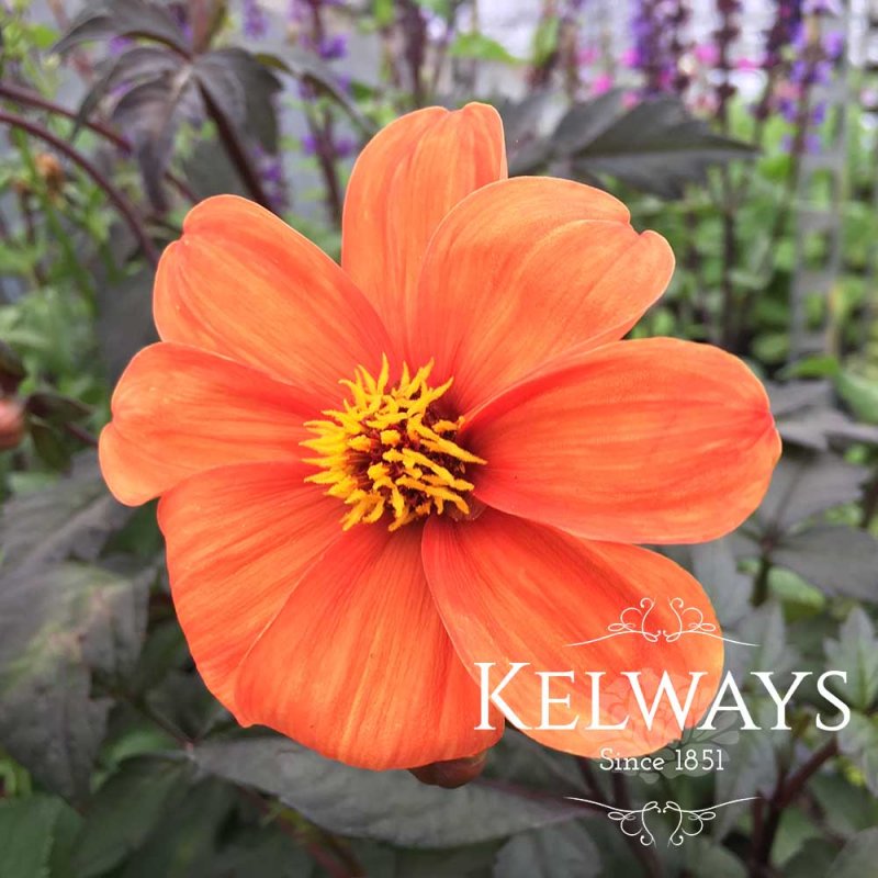 Dahlia 'Bishop of Oxford'