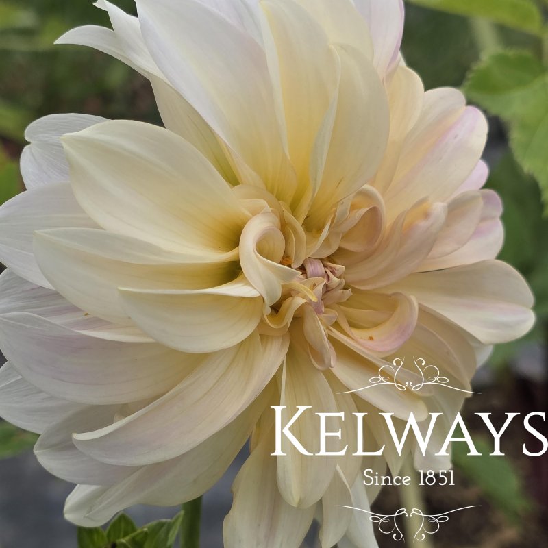 Dahlia 'Cafe au Lait' (D)