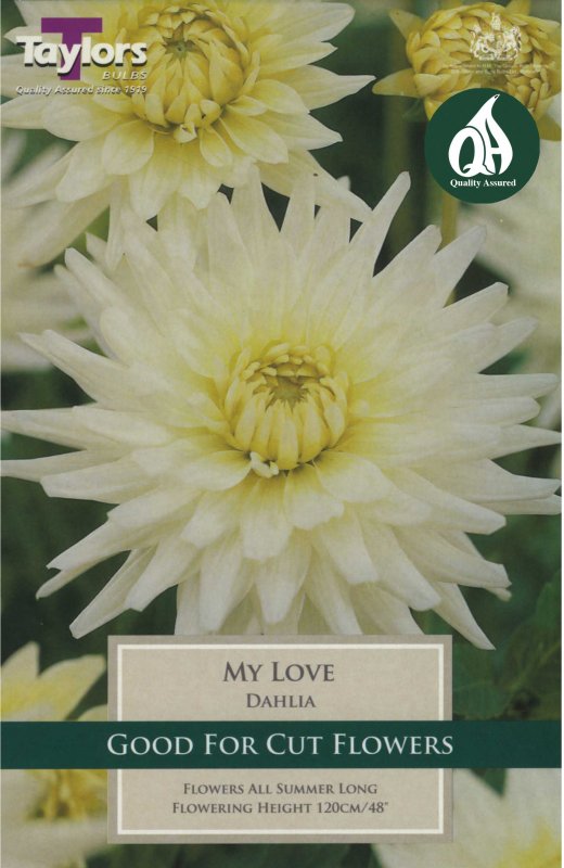 Taylors Bulbs Dahlia 'My Love'