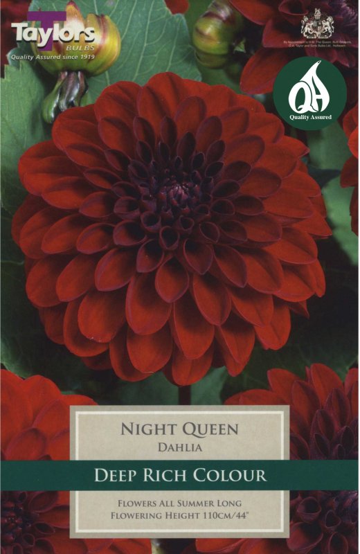 Taylors Bulbs Dahlia Night Queen (1 tuber)