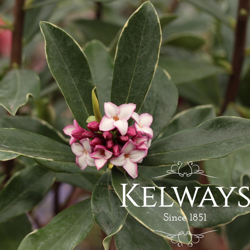 Daphne odora 'Aureomarginata' (v)
