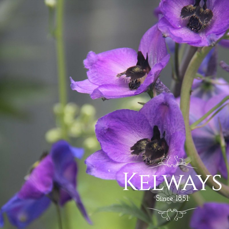 Delphinium Black Knight Group
