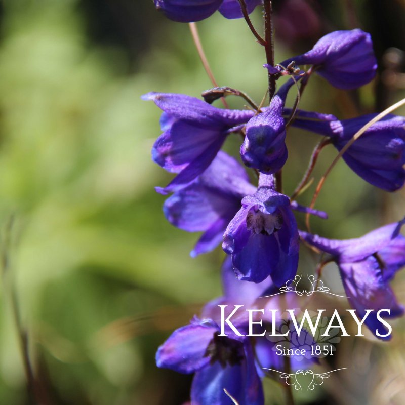 Delphinium King Arthur Group